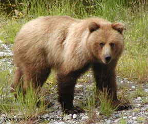 Grizzly3x4.JPG (30116 bytes)