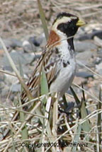 Q6040047BLaLo.JPG (13827 bytes)