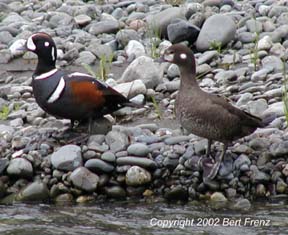 Q6020081TuSw.jpg (36844 bytes)