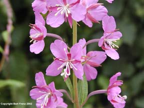 S7090012Fire.jpg (13420 bytes)