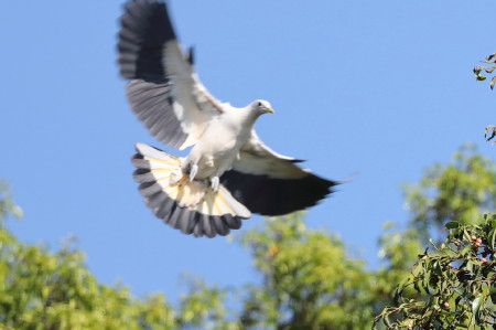 Imperial dove