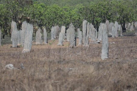 termite mounds