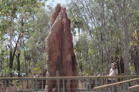 termite mounds