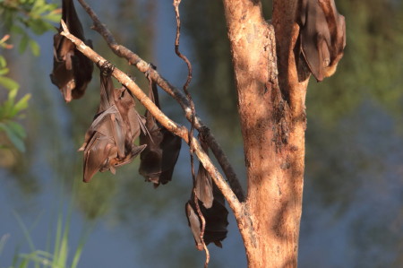 flying foxes