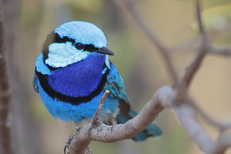 fairywren