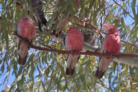 Galah