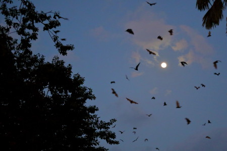 flying foxes