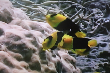 tropical fish