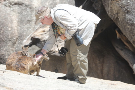 Mareeba Rock Wallaby