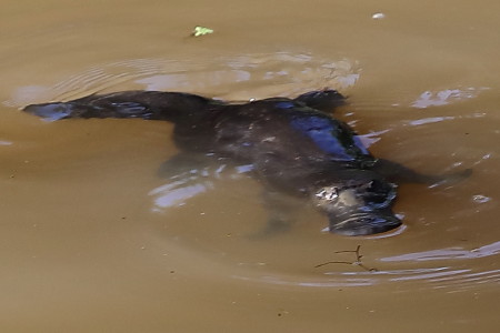 platypus