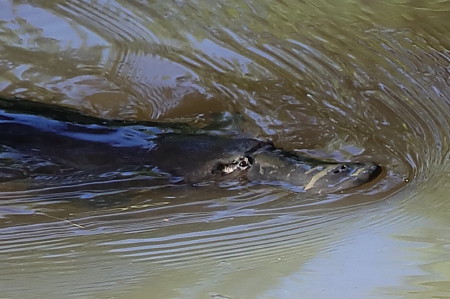 platypus