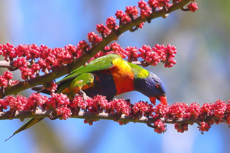 rainbow lorikeet