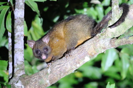ringtail