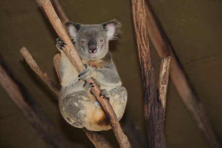 Billabong Sanctuary