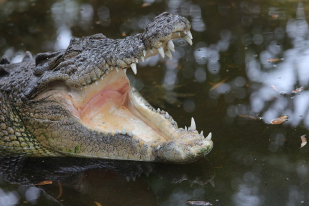 Billabong Sanctuary