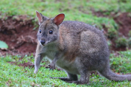 Pademelon