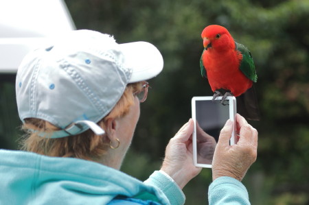 King Parrot