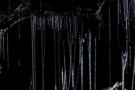 Waitomo caves