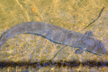 Eel