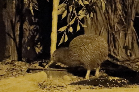 Kiwi