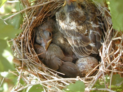 BHCochick-egg.jpg (74404 bytes)