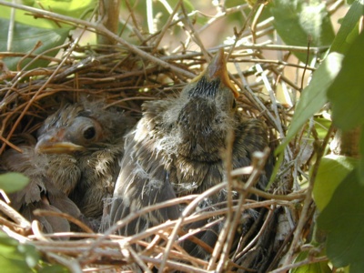 BHCochick.jpg (67380 bytes)