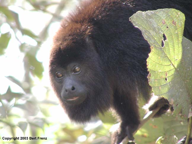 Howl2270015X.jpg (39563 bytes)