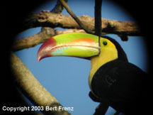 KBToP2140003.jpg (10154 bytes)