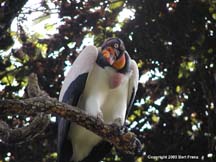 KiVu2270097.jpg (11068 bytes)