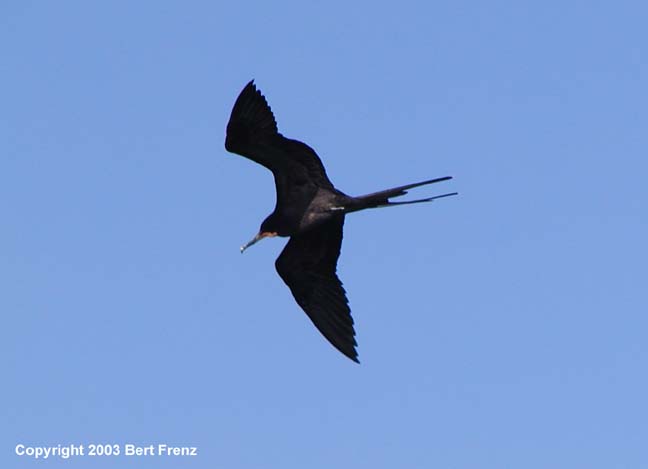 MaFr3020158X.jpg (11140 bytes)