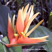 P3030018Heli.jpg (10966 bytes)