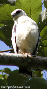 WhHa01.jpg (15738 bytes)