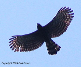 BlHE01.jpg (12540 bytes)