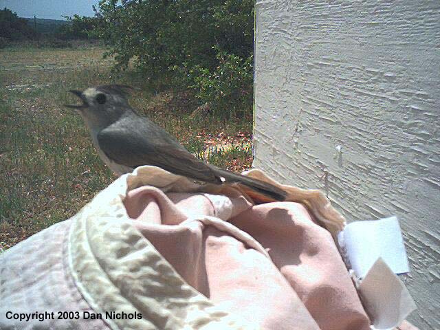Bird4Nichols.JPG (76505 bytes)