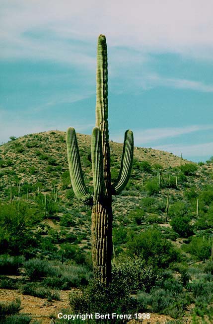 CactusX1.JPG (63077 bytes)