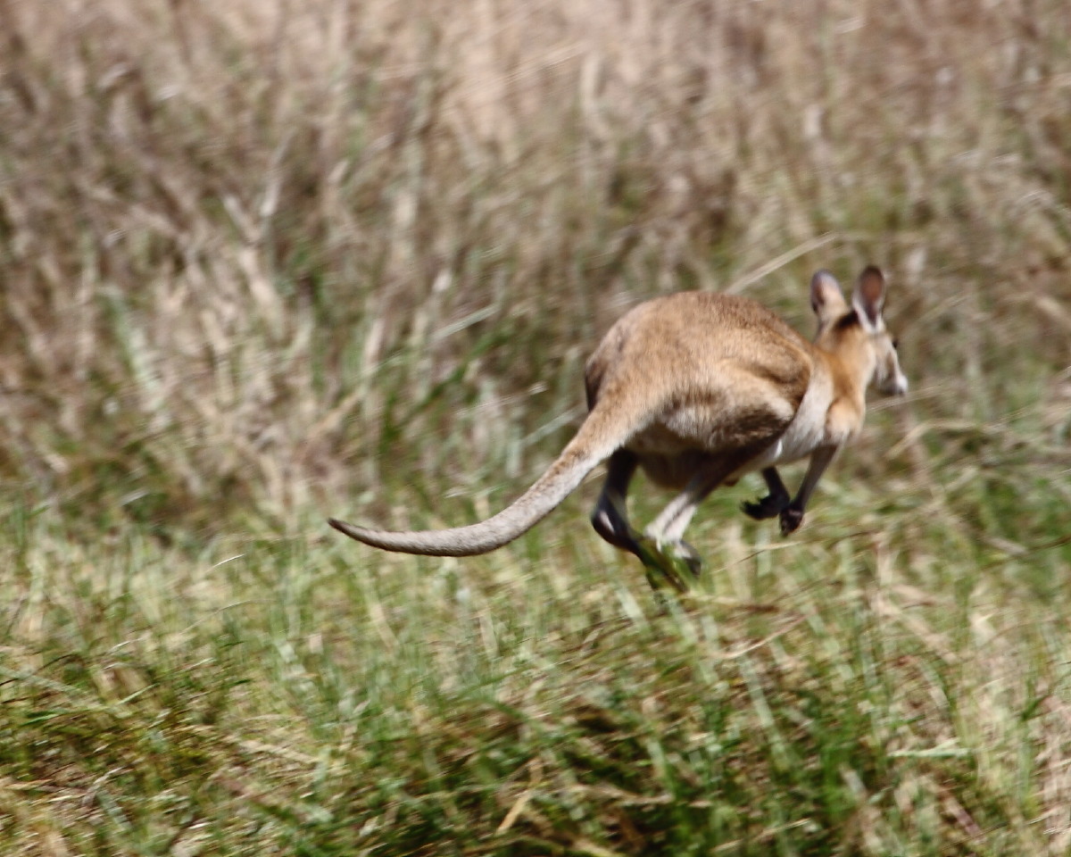 Agile Wallaby