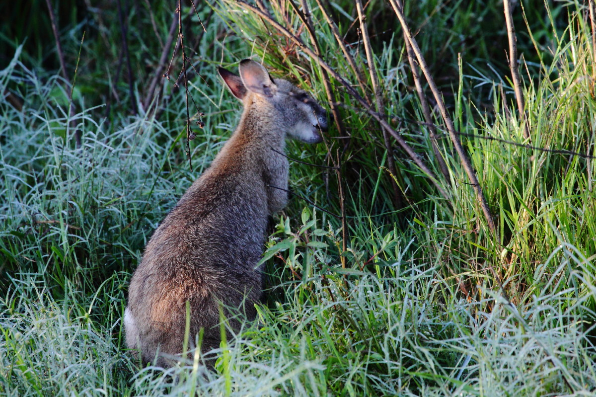 Agile Wallaby