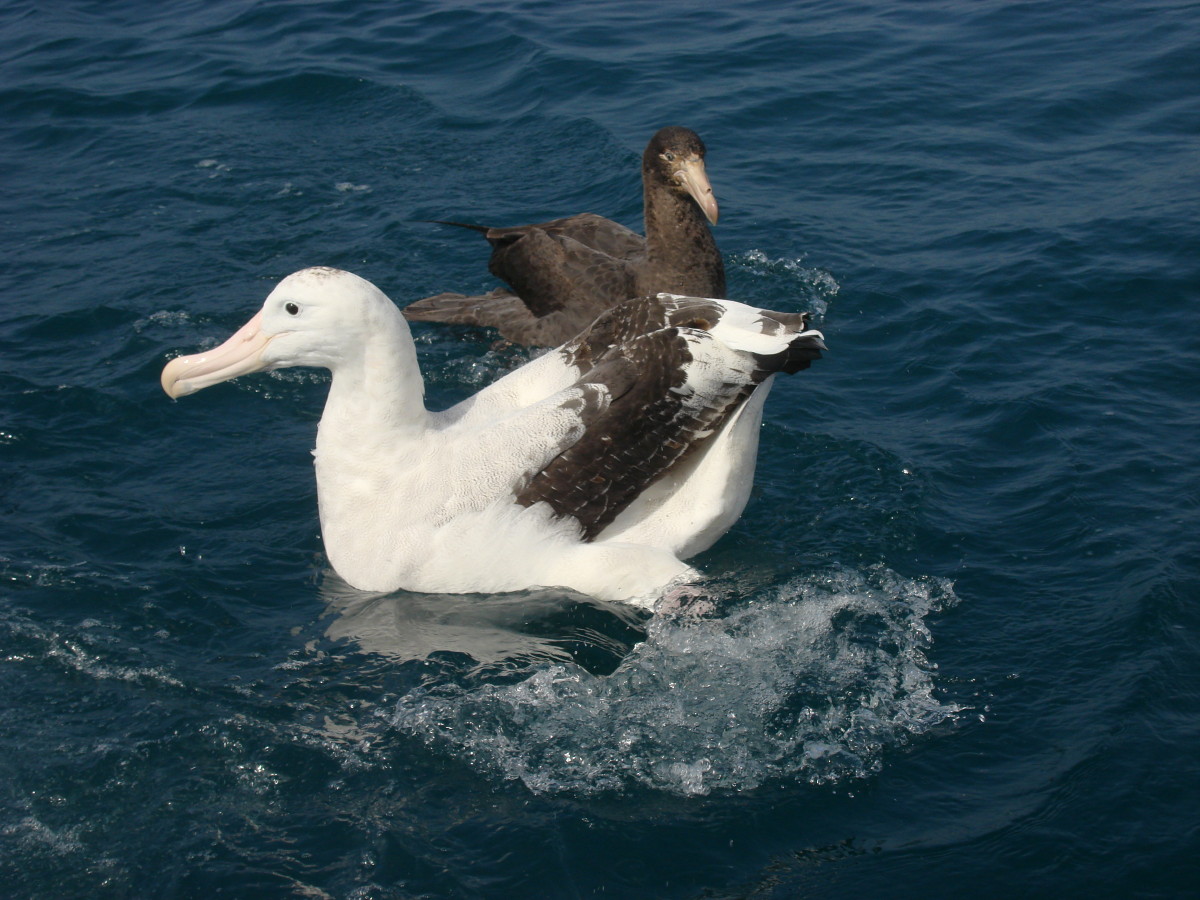 Albatross