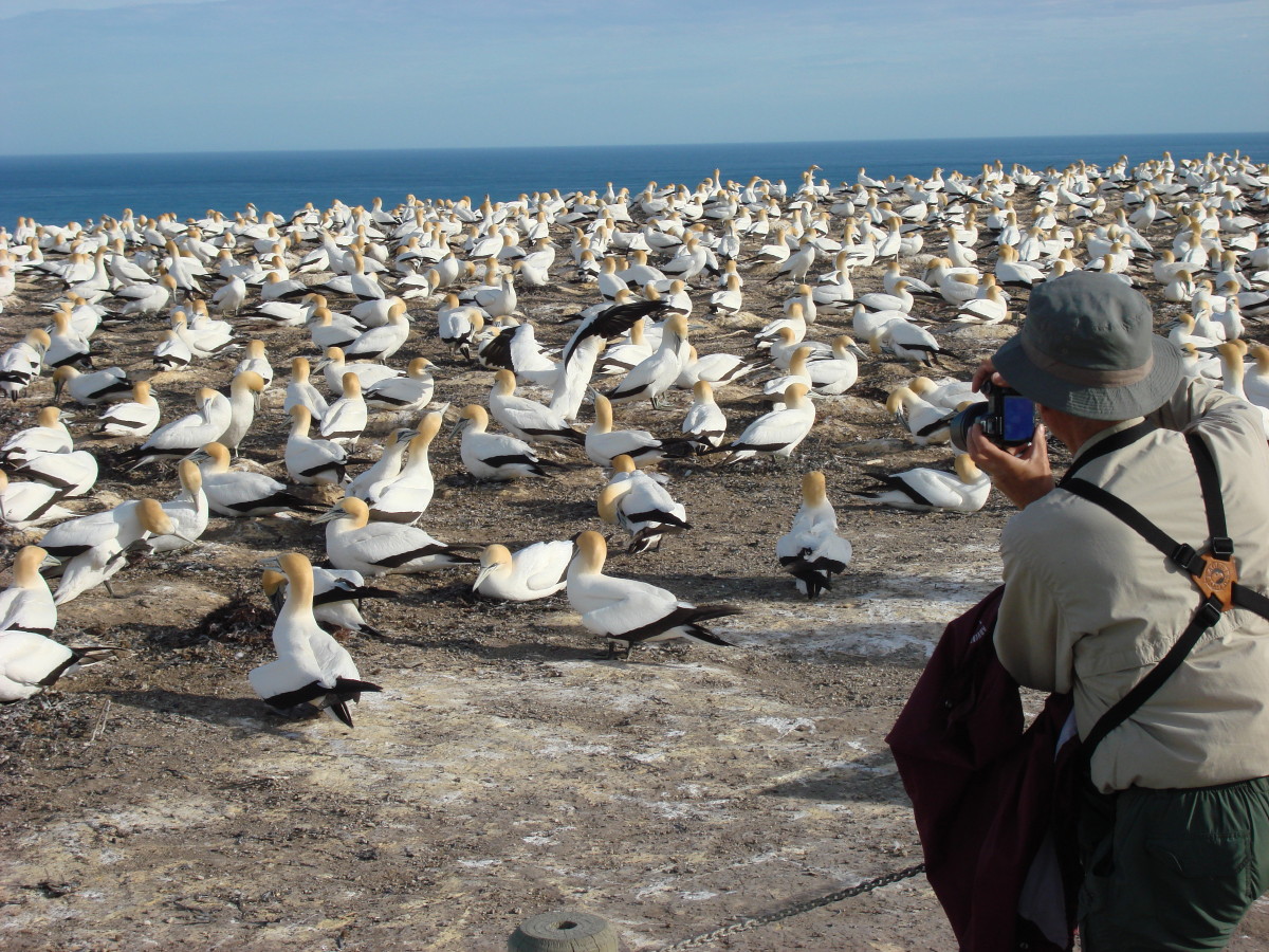 Australian Gannet colony