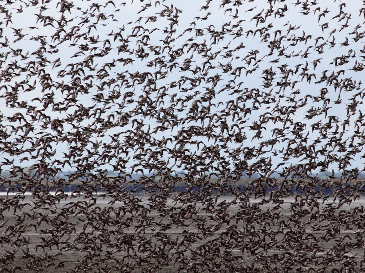 Bar-tailed Godwit