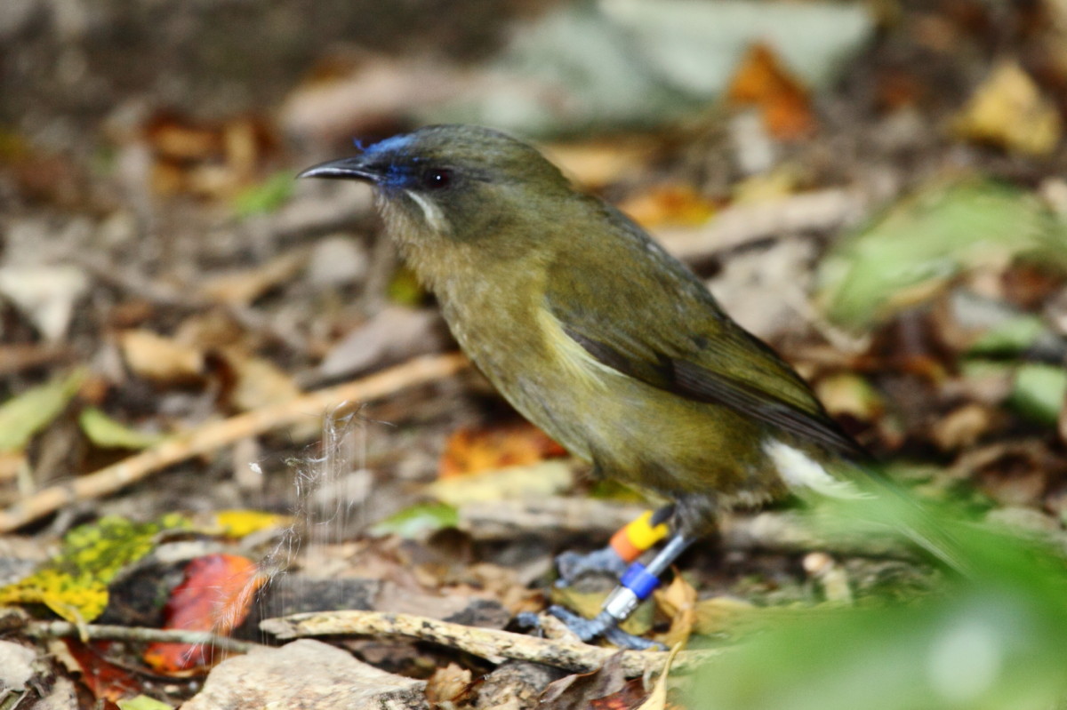 Bellbird
