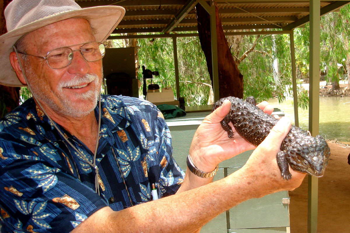 Shingleback Lizard