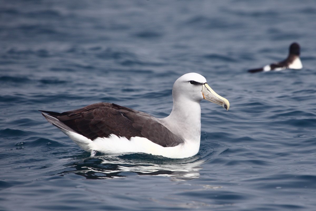 Black-browed Albatross