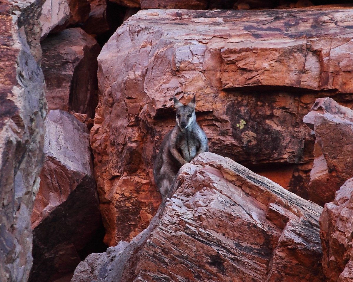 Black-footed Rock Wallaby