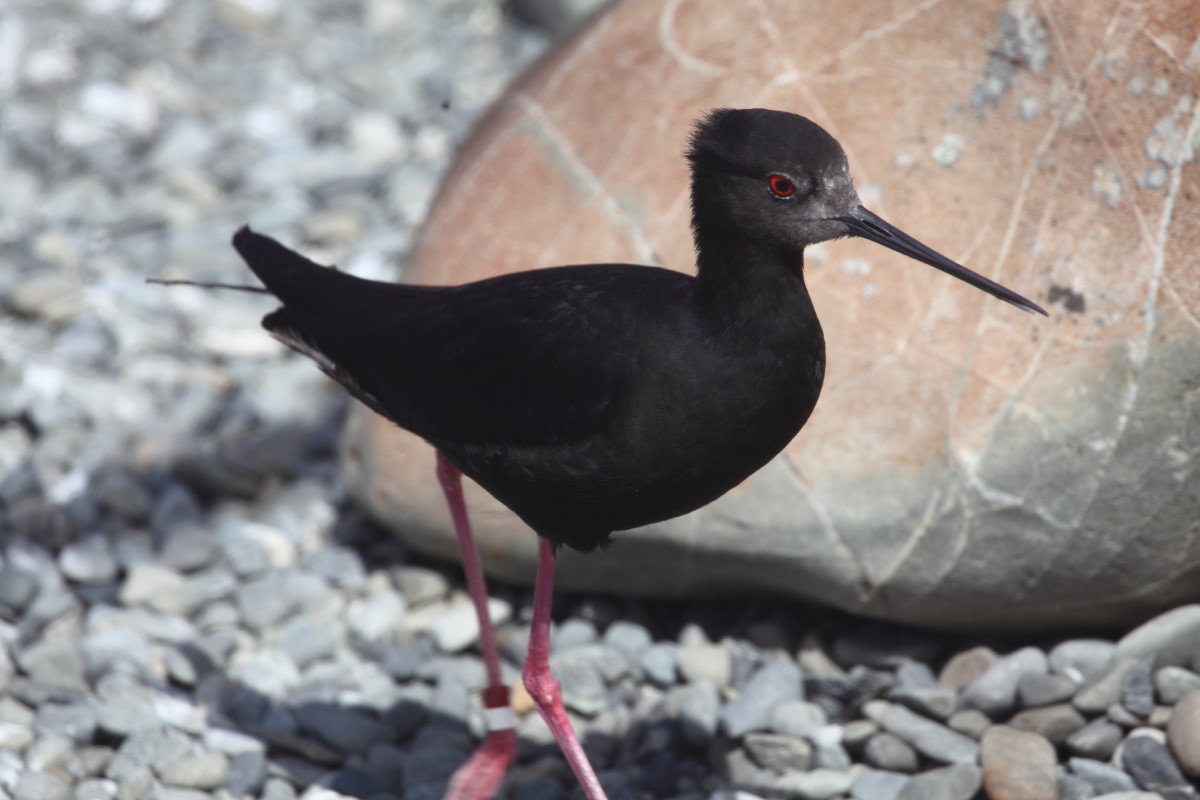 Black Stilt