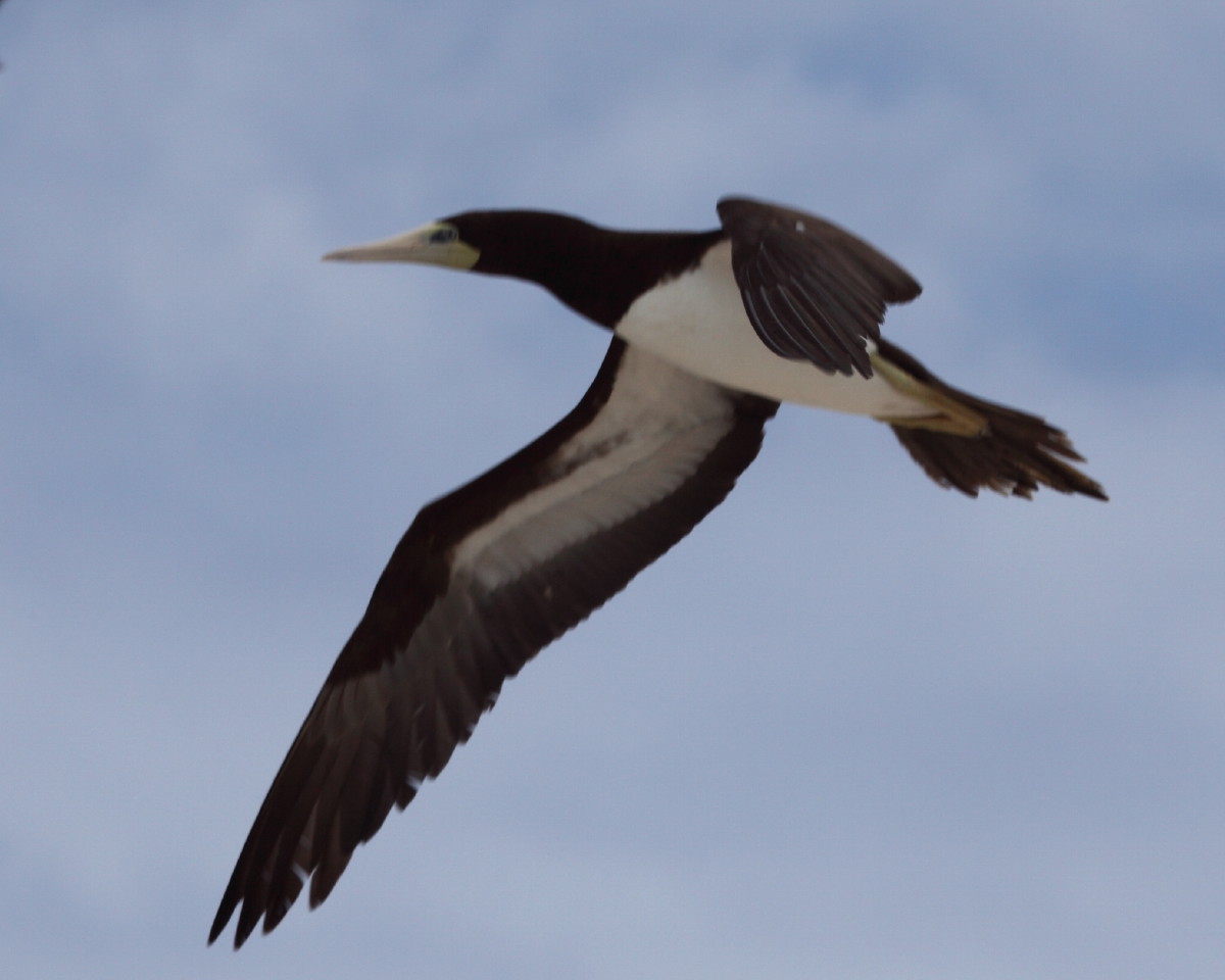 Brown Booby