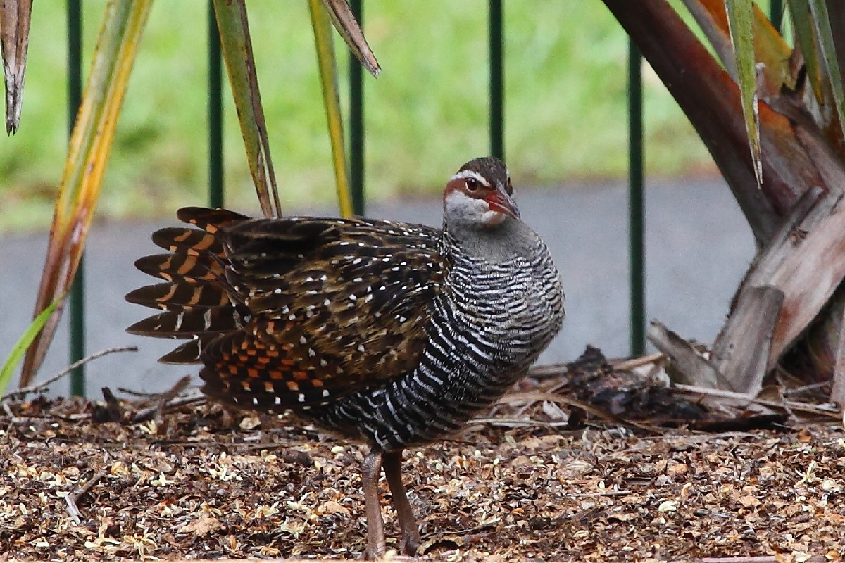 Buff-banded Land Rail