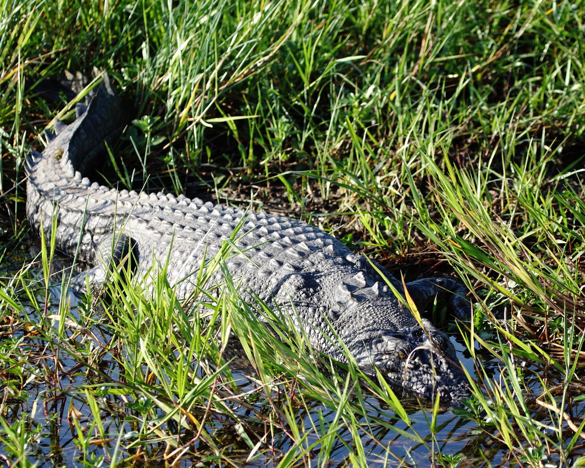 Estuarine Crocodile