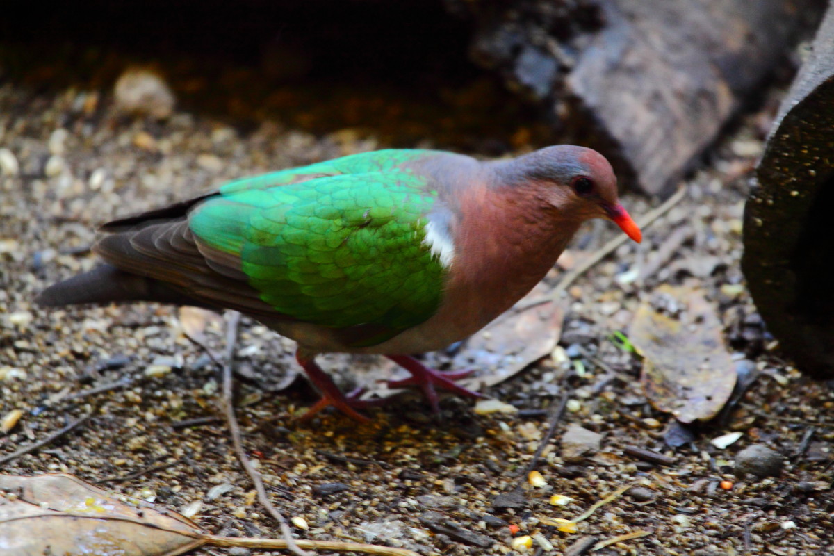 Emerald Dove