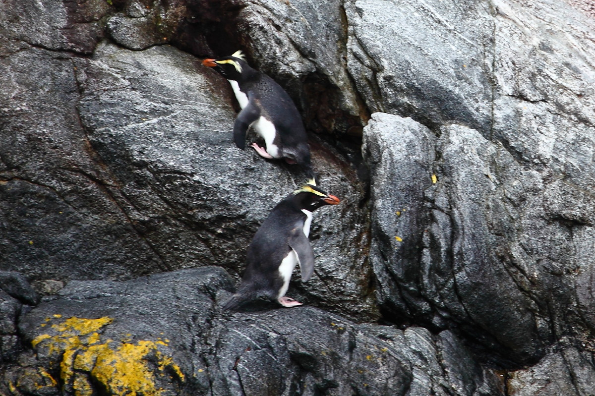 Fiordland Crested Penguin